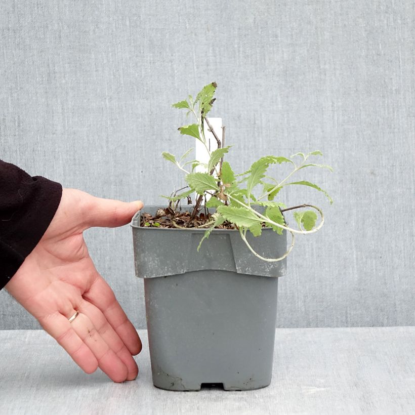 Spécimen de Perovskia Silvery Blue - Sauge d'Afghanistan Pot de 1,5L/2L tel que livré en automne