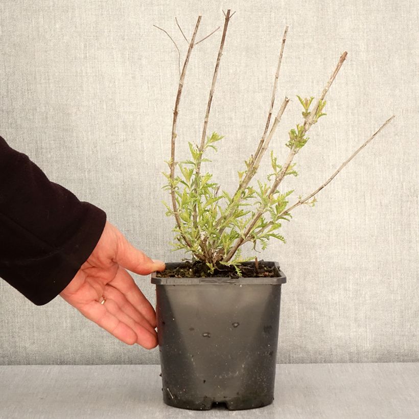 Example of Perovskia Silvery Blue - Sauge d'Afghanistan Pot de 1,5L/2L as you get in printemps