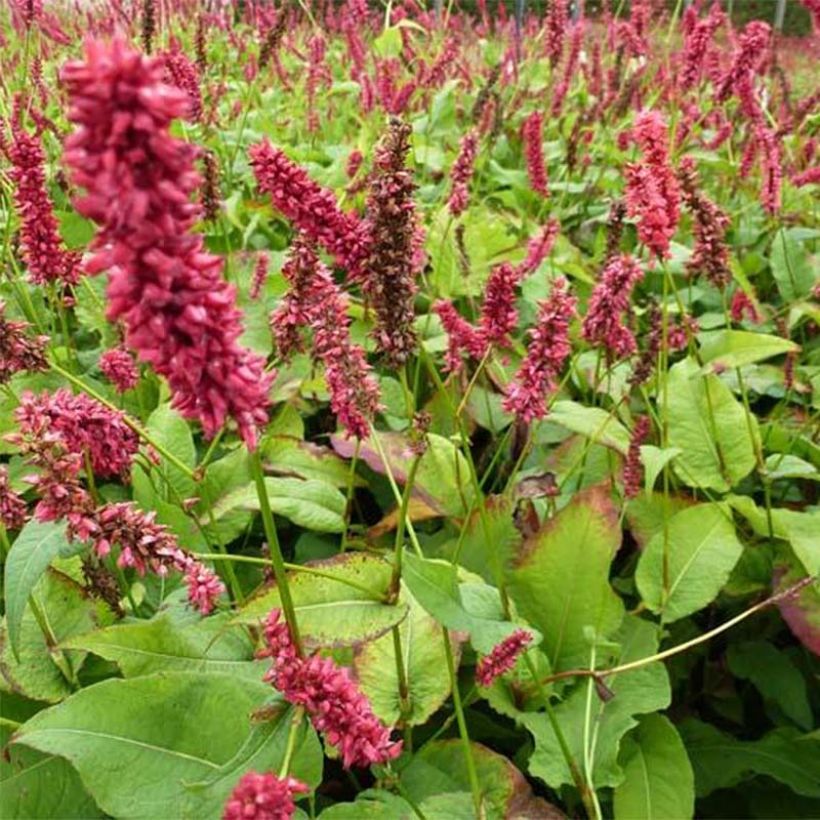 Renouée - Persicaria amplexicaulis Dikke Floskes (Foliage)