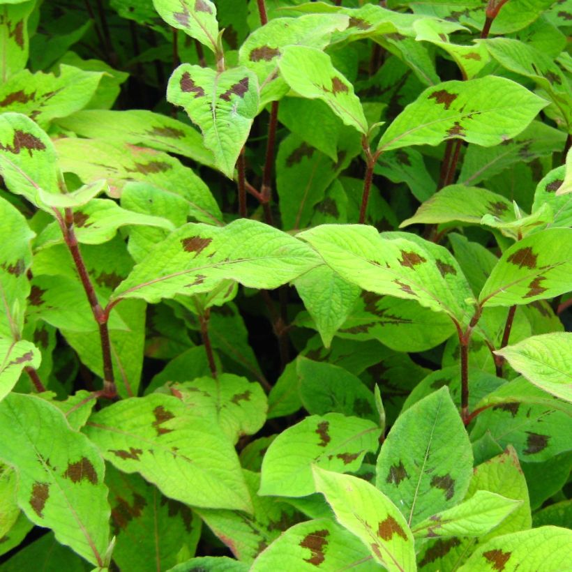 Renouée - Persicaria filiformis (Foliage)
