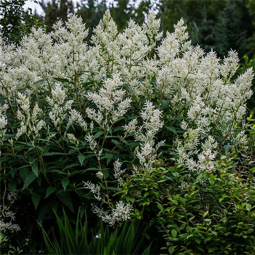 Renouée - Persicaria polymorpha (Plant habit)