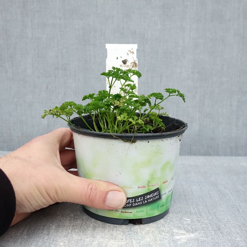 Spécimen de Persil frisé vert foncé en plant BIO Pot de 10 cm/11cm tel que livré en hiver