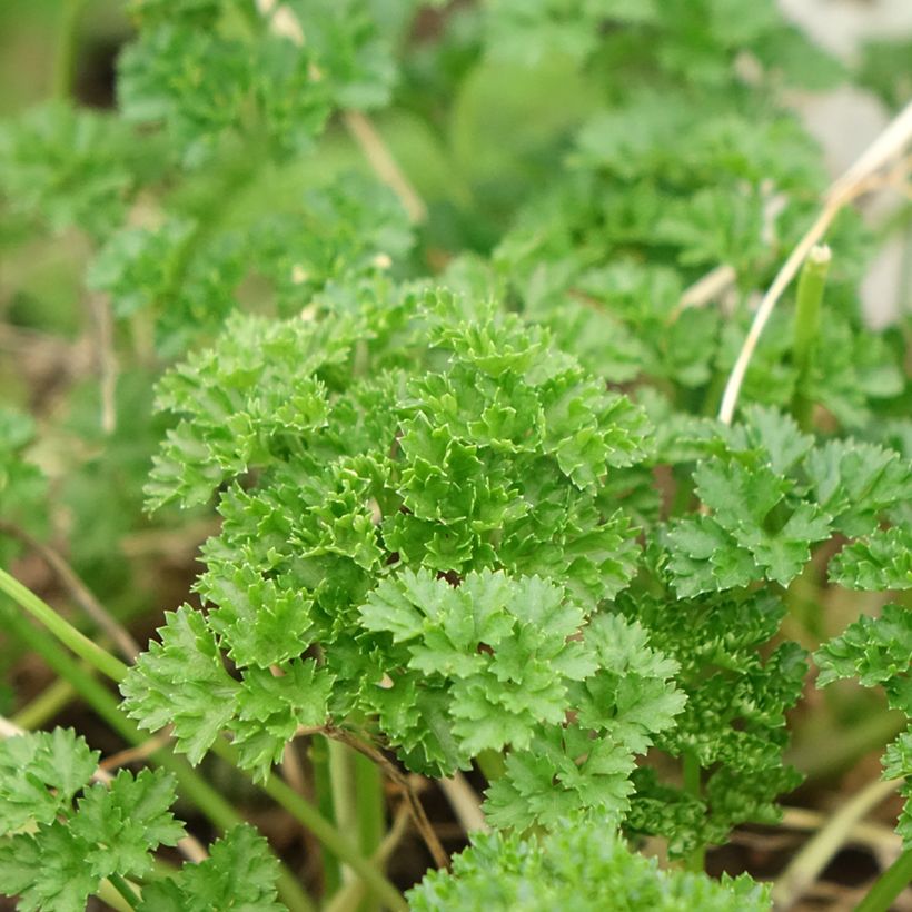 Persil frisé vert foncé en plant BIO (Foliage)
