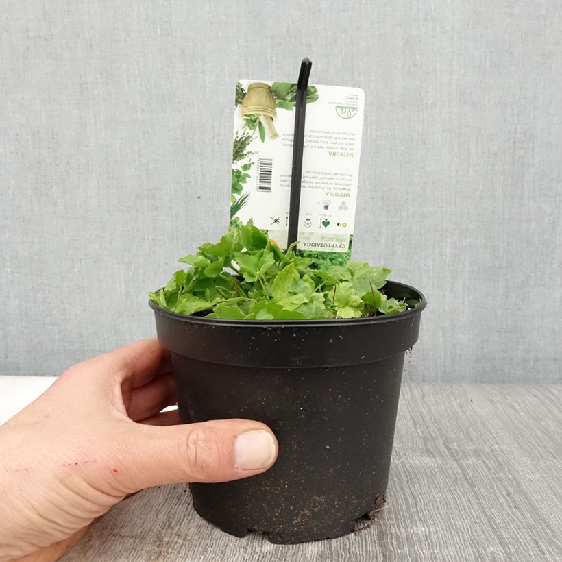 Example of Persil japonais - Cryptotaenia japonica Pot de 1,5L/2L as you get in printemps