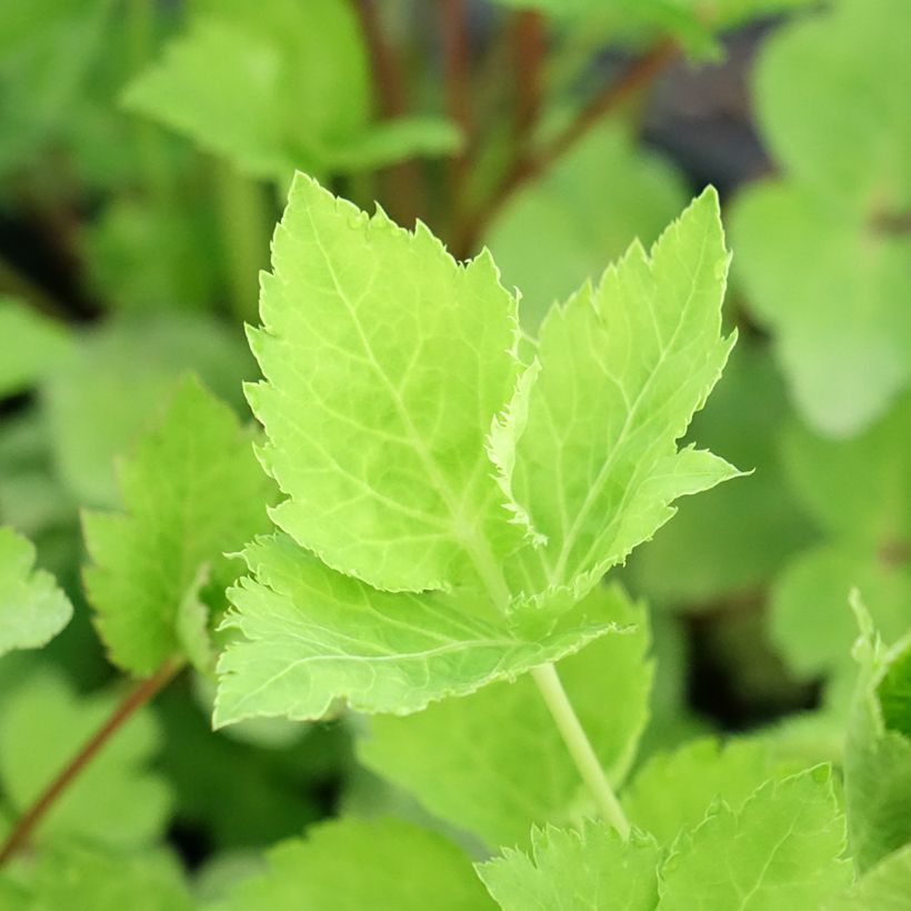 Persil japonais - Cryptotaenia japonica (Foliage)