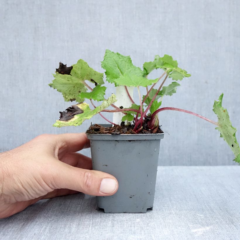 Spécimen de Petasites albus - Pétasite blanc Godet de 8/9 cm tel que livré en automne