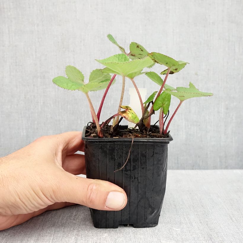 Spécimen de Petasites fragrans - Héliotrope d'hiver Godet de 8/9 cm tel que livré en automne