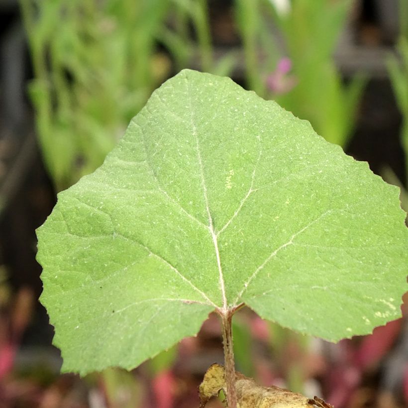 Petasites japonicus Giganteus - Pétasite japonaise Giganteus (Foliage)