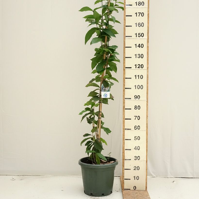 Spécimen de Petrea volubilis - Liane de Saint Jean Pot de 20L/25L tel que livré en été