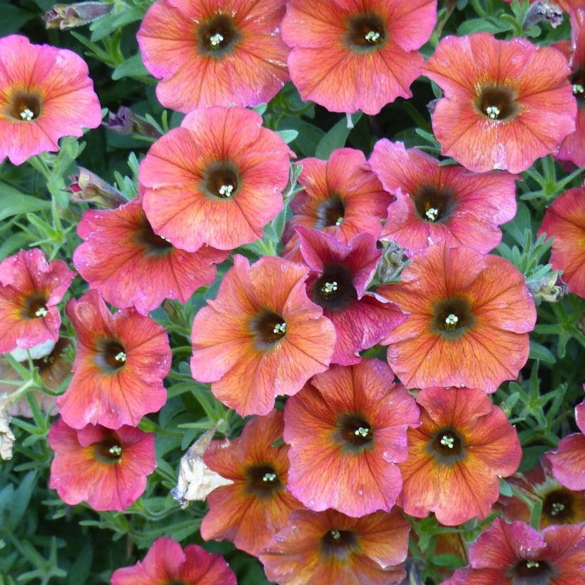 Pétunia BeautiCal Cinnamon - Petchoa hybrida (Flowering)