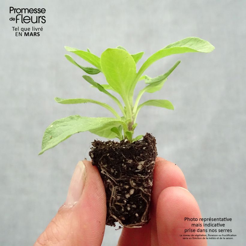 Example of Petunia BeautiCal Sunset Orange - Petchoa hybrida Mini-motte Ø 3/4 cm as you get in printemps