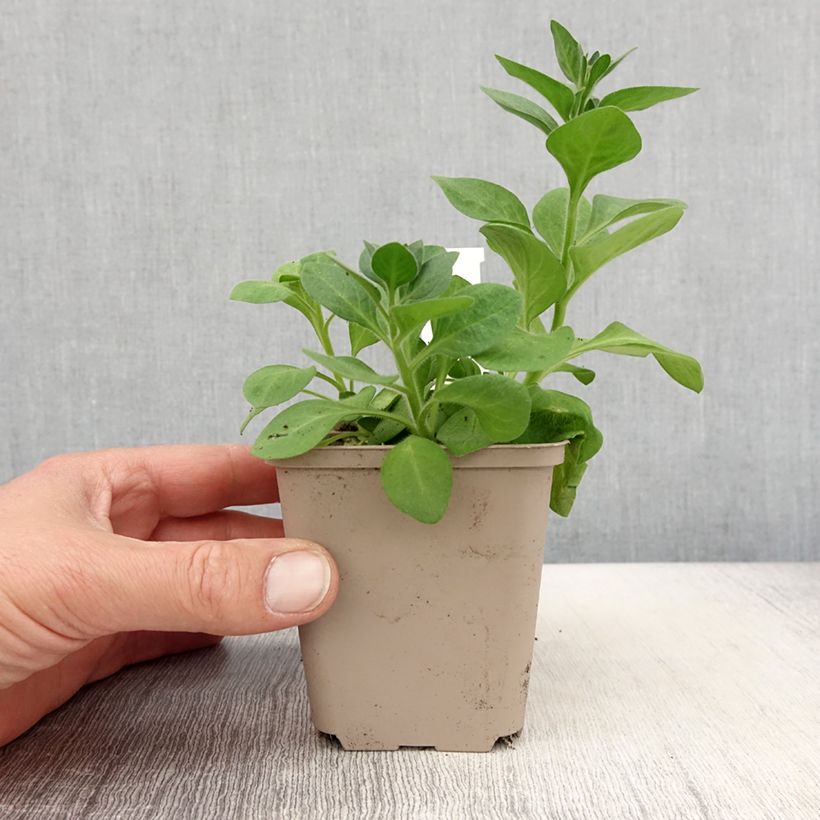 Example of Pétunia Cascadias Rim Magenta Godet de 8/9 cm as you get in printemps