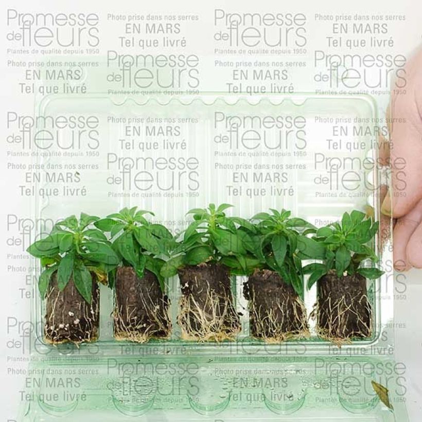 Exemple de spécimen de Calibrachoa Million Bells Cracking fire - Mini-pétunia Mini-motte Ø 3/4 cm, Plant vert de 5 à 10 cm de haut tel que livré