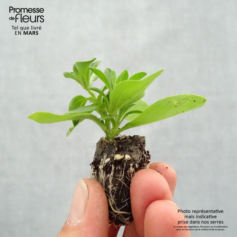 Spécimen de Petunia Splash Dance Bolero Blue Mini-motte Ø 3/4 cm tel que livré au printemps