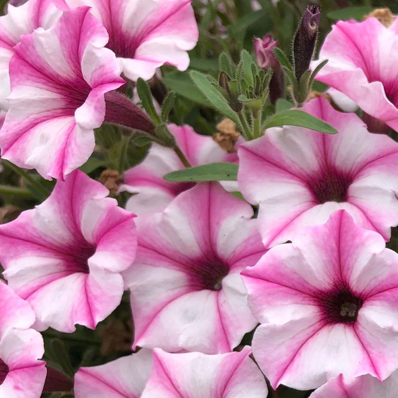 Pétunia Supertunia Pink Star (Flowering)