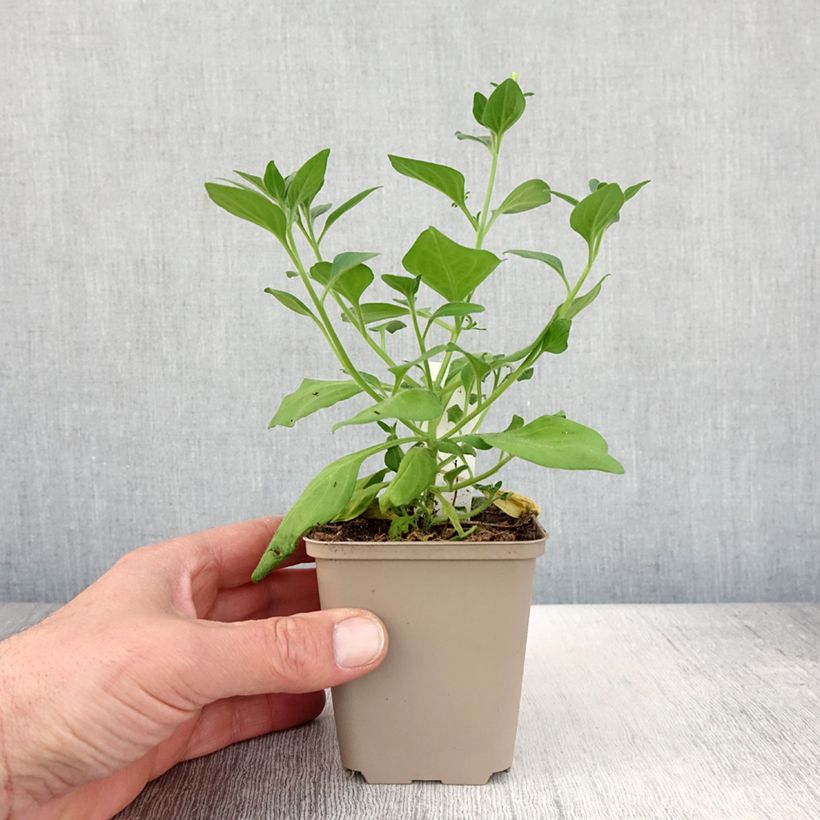 Example of Pétunia Supertunia Vista Bubblegum Pot de 10 cm/11cm as you get in printemps