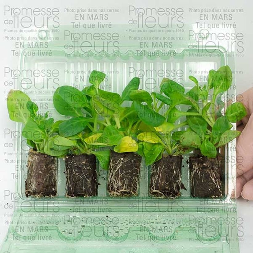 Example of Pétunia surfinia double rose pale Mini-motte Ø 3/4 cm, Plant vert de 5 à 10 cm de haut as you get