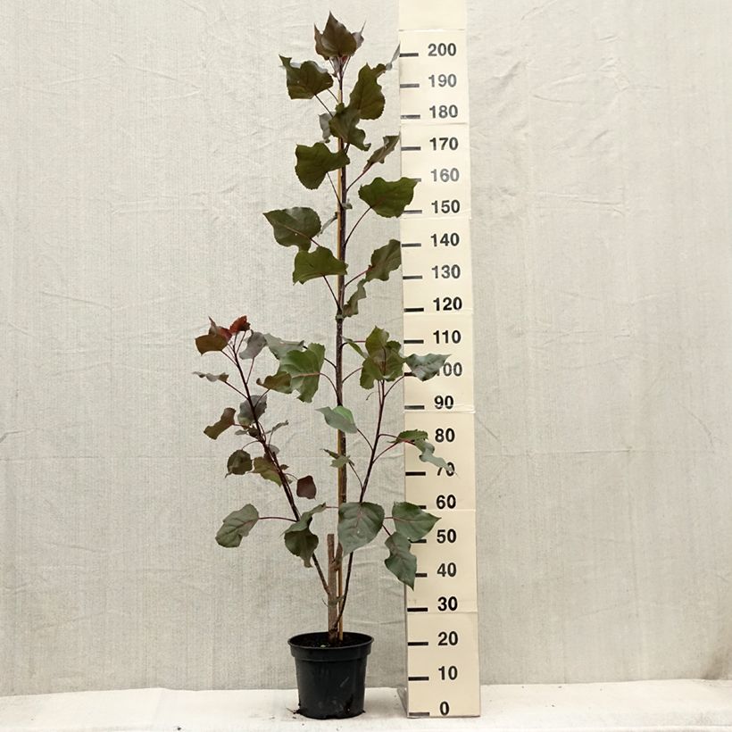Spécimen de Peuplier Fuego - Populus deltoides Fuego Pot de 7,5L/10L tel que livré en été