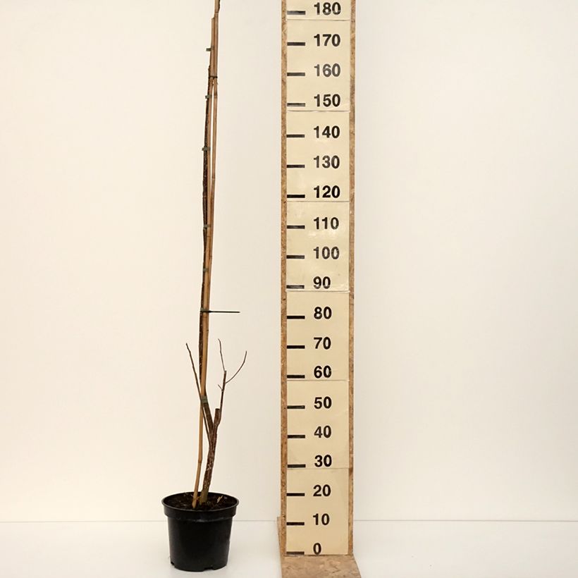 Example of Peuplier Fuego - Populus deltoides Fuego Pot de 7,5L/10L as you get in hiver