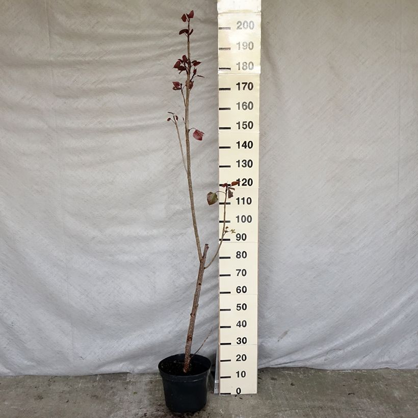 Example of Peuplier pourpre - Populus deltoides Purple Tower Pot de 7,5L/10L as you get in printemps
