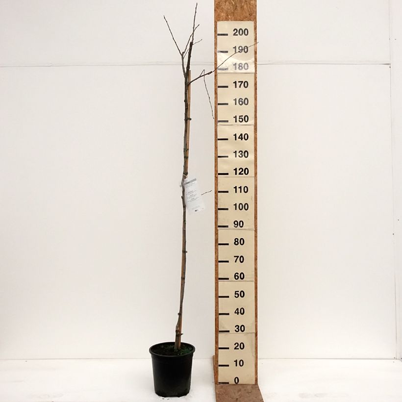 Example of Peuplier Tremble - Populus tremula Pot de 7,5L/10L as you get in hiver