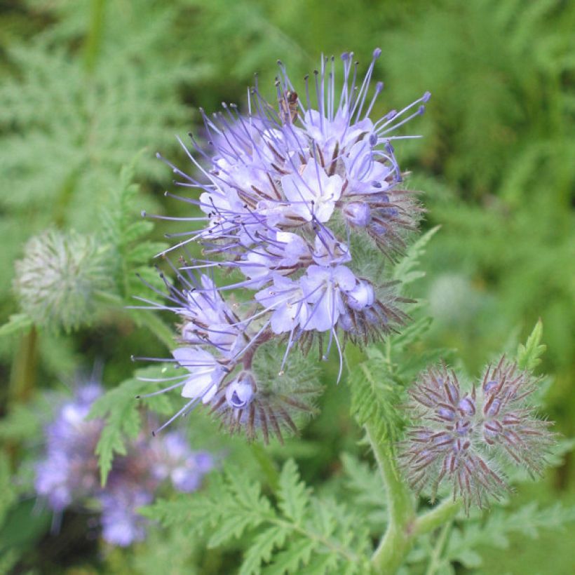Phacélie tanacetifolia - Engrais vert (Flowering)
