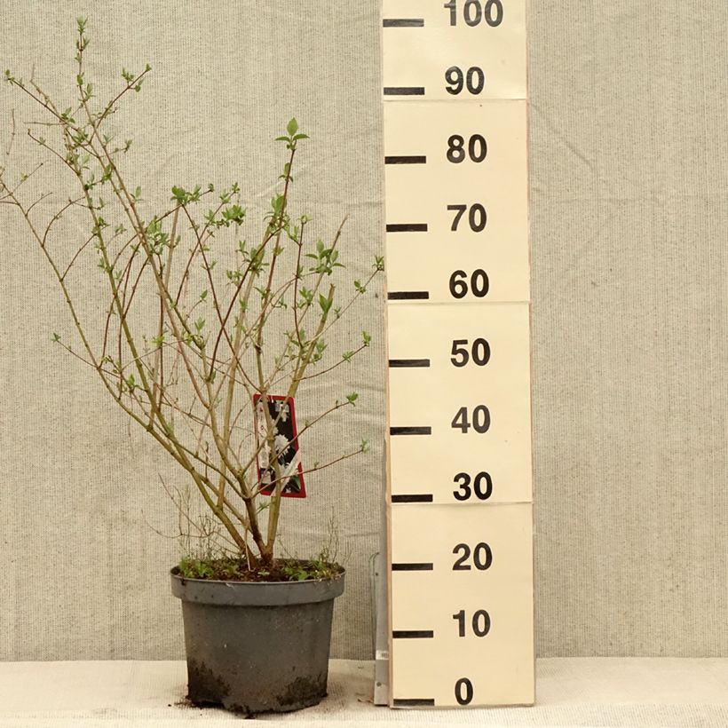 Spécimen de Philadelphus Bouquet Blanc - Seringat Pot de 7,5L/10L tel que livré au printemps