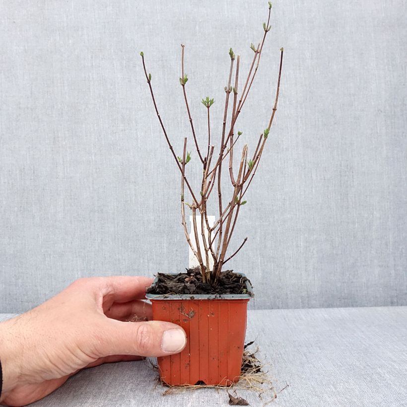 Example of Philadelphus Dame Blanche - Seringat Godet de 8/9 cm as you get in printemps