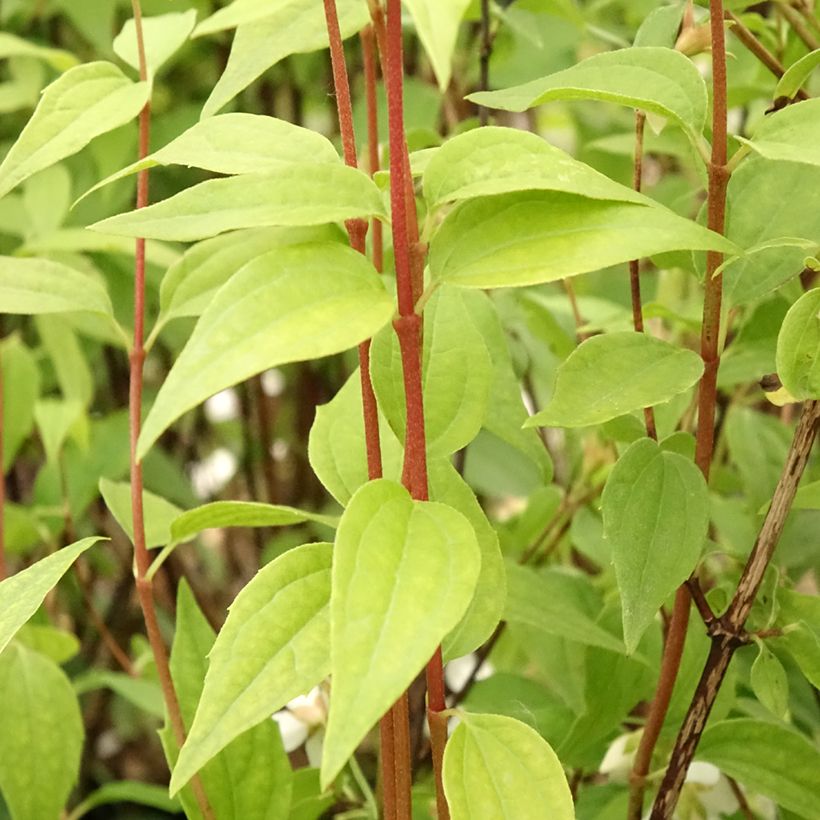 Philadelphus Dame Blanche - Seringat (Foliage)