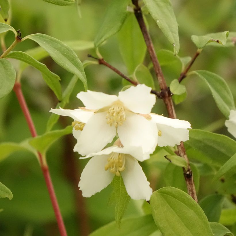 Philadelphus Dame Blanche - Seringat (Flowering)