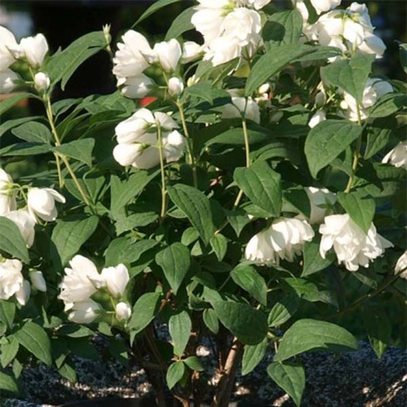 Philadelphus Little White Love - Seringat nain. (Foliage)