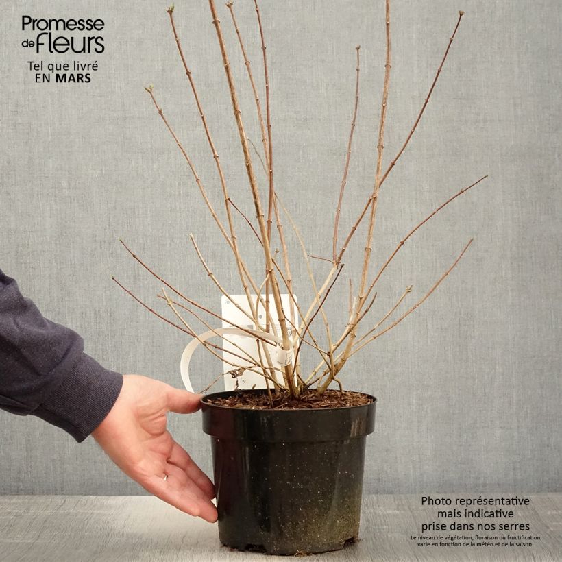 Example of Seringat Minnesota Snowflake - Philadelphus virginalis Pot de 2L/3L as you get in printemps