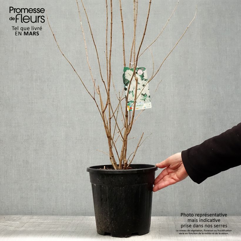 Example of Seringat Minnesota Snowflake - Philadelphus virginalis Pot de 7,5L/10L as you get in printemps
