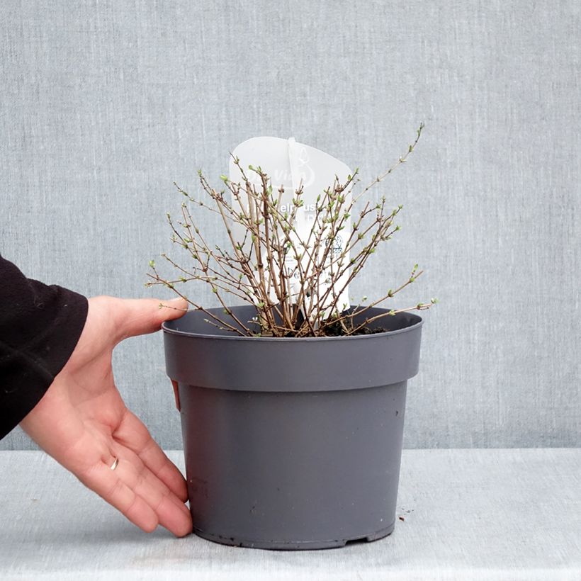 Example of Philadelphus Petite Perfume White Pot de 3L/4L as you get in printemps