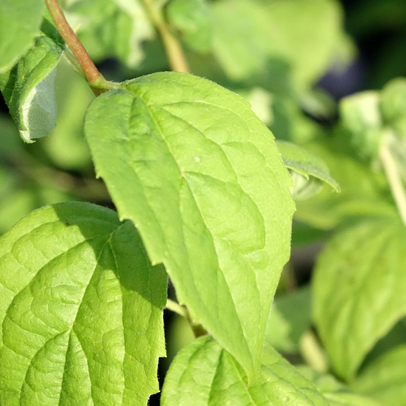 Philadelphus Virginal - Seringat blanc (Foliage)