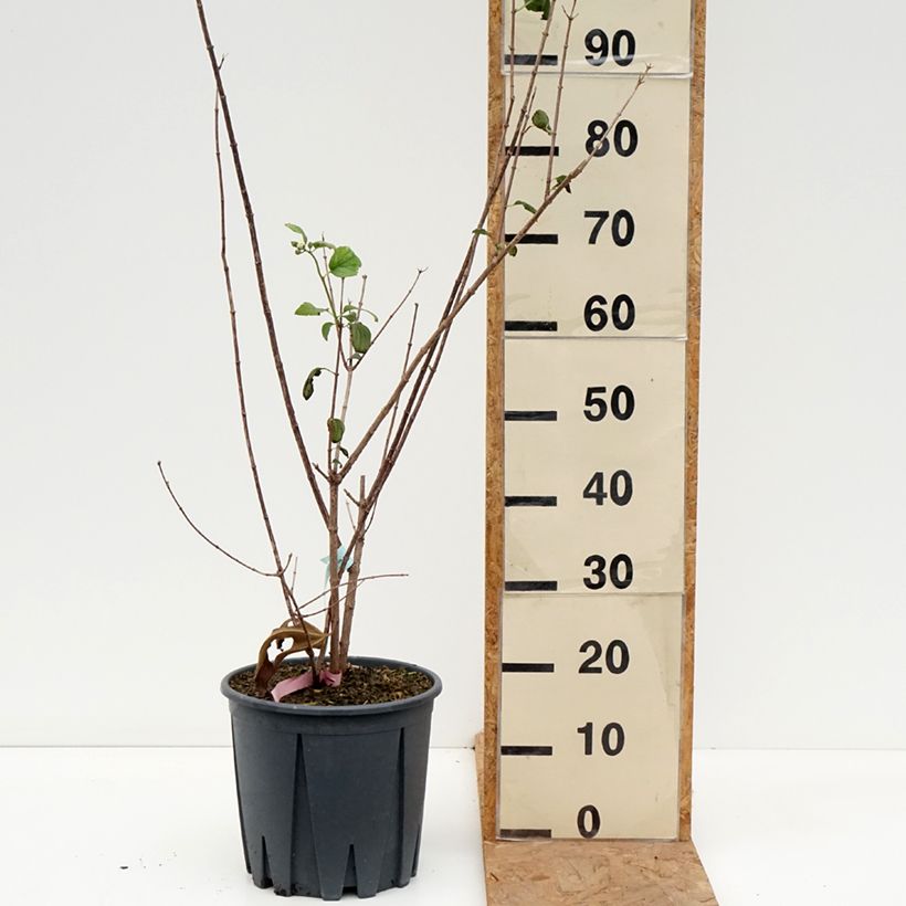Spécimen de Philadelphus Virginal - Seringat blanc Pot de 7,5L/10L tel que livré en automne