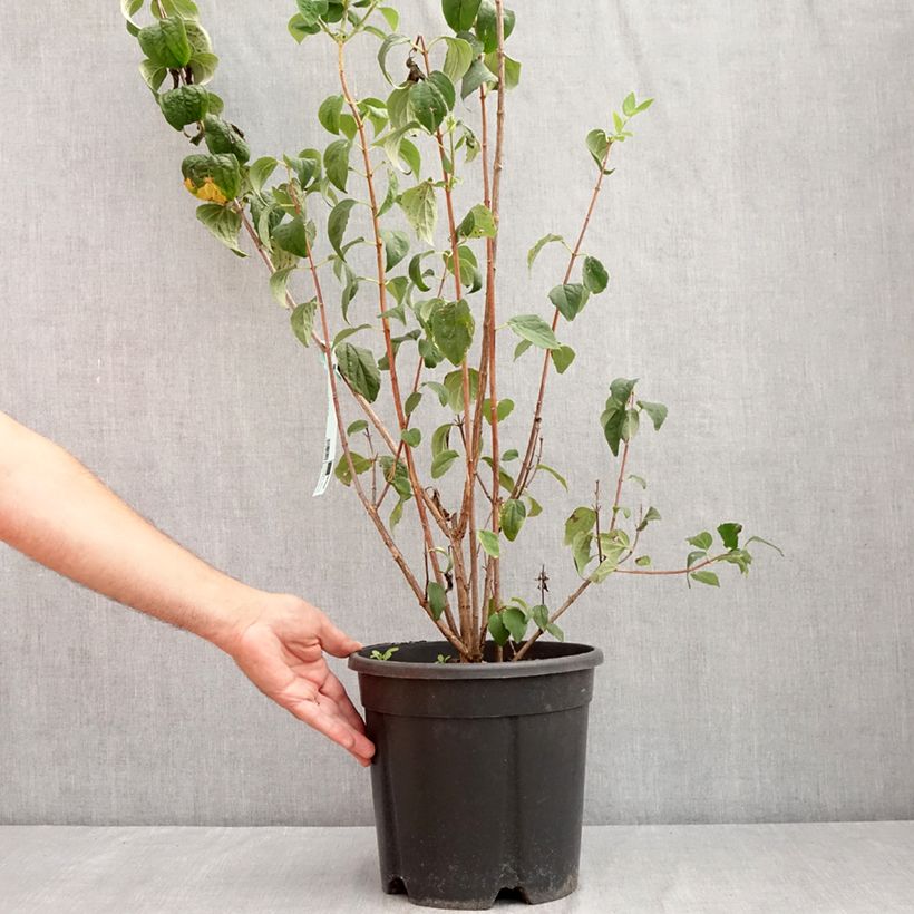 Spécimen de Philadelphus Virginal - Seringat blanc Pot de 7,5L/10L tel que livré en été