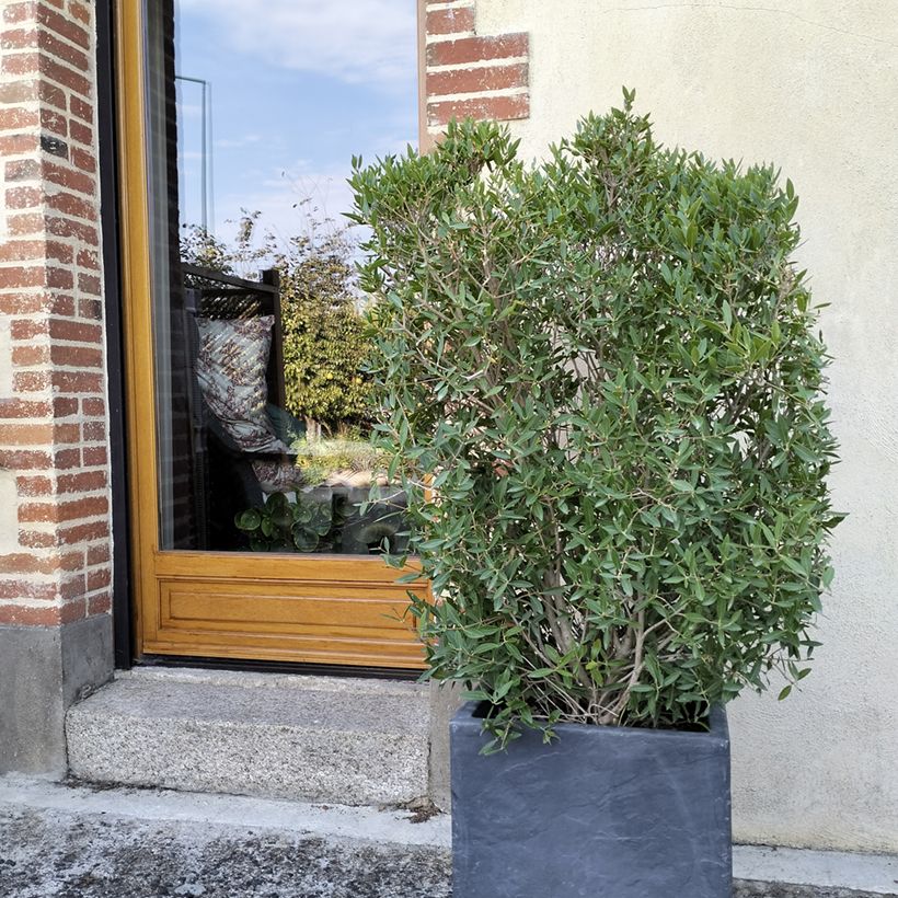 Phillyrea angustifolia GreenQuick - Filaire à feuilles étroites (Plant habit)
