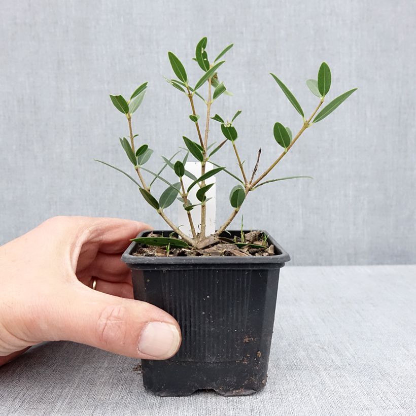 Example of Phillyrea angustifolia Green Up - Filaire à feuilles étroites Godet de 8/9 cm as you get in printemps