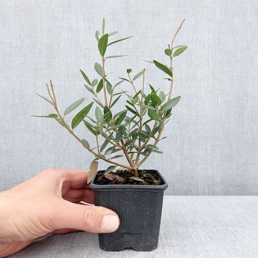 Example of Phillyrea angustifolia GreenQuick - Filaire à feuilles étroites Godet de 8/9 cm as you get in printemps