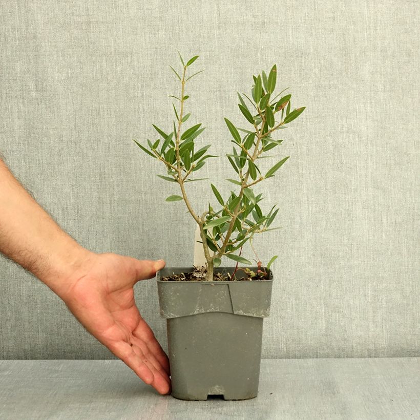 Spécimen de Phillyrea angustifolia GreenQuick - Filaire à feuilles étroites Pot de 2L/3L tel que livré en été
