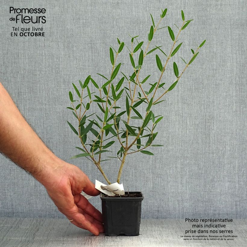 Spécimen de Phillyrea angustifolia Rosmarinifolia - Filaire à feuilles étroites Godet de 8/9 cm tel que livré en automne