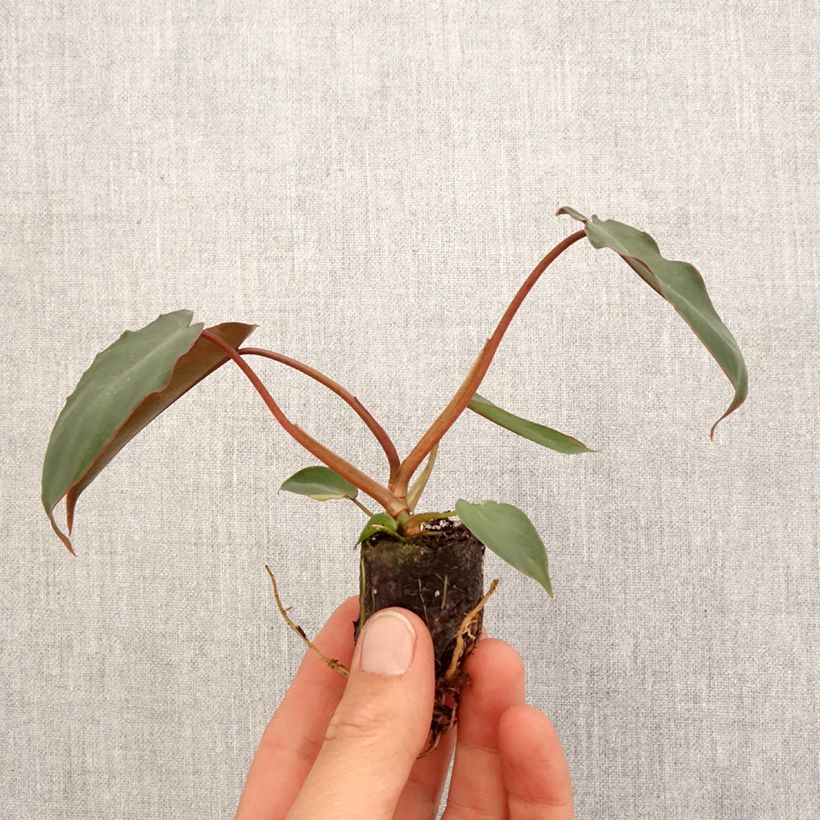 Example of Philodendron billietiae x atabapoense Mini-plante as you get in printemps