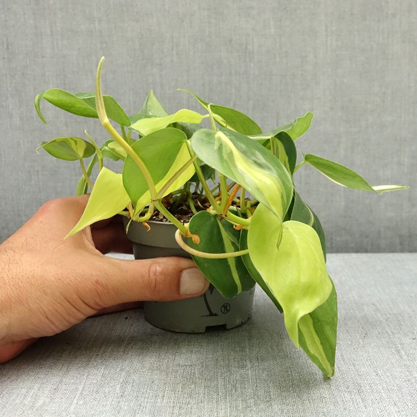 Spécimen de Philodendron Brasil Pot de 10 cm/11cm tel que livré au printemps