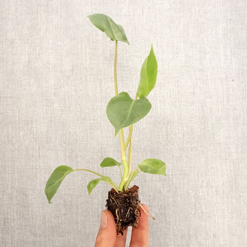 Example of Philodendron burle-marxii Mini-plante as you get in printemps