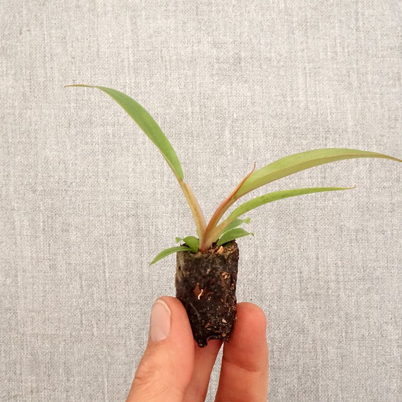 Example of Philodendron Caramel Pluto Mini-plante as you get in printemps