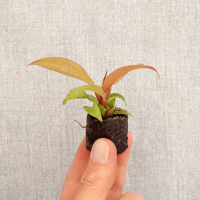 Spécimen de Philodendron Cherry Red Mini-plante tel que livré au printemps