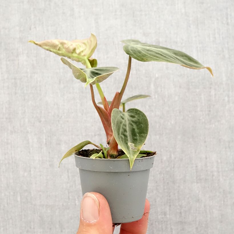 Example of Philodendron El Choco Red Mini-plante as you get in printemps