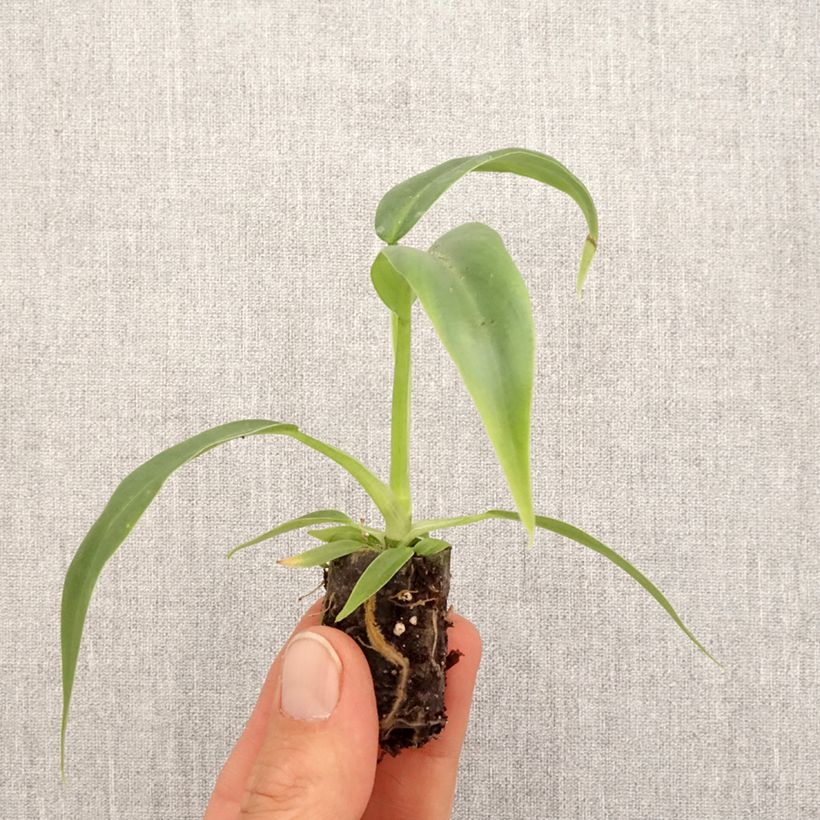 Spécimen de Philodendron elegans Mini-plante tel que livré au printemps