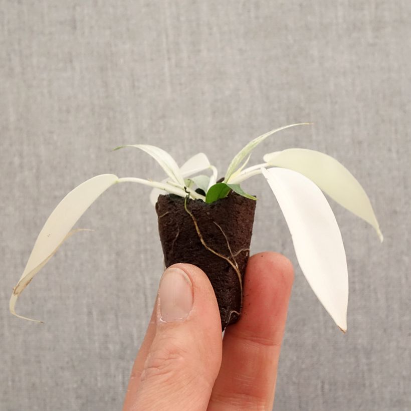 Example of Philodendron Florida Ghost Mini-plante as you get in printemps